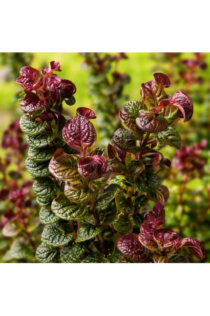 Leucothoe axillaris Curly Red